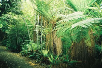 ニュージーランドの原生林