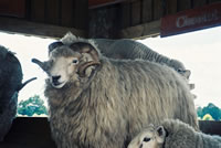大きな羊